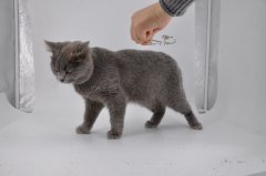 猫咪生病了有哪些特征，如何判断猫咪生病？