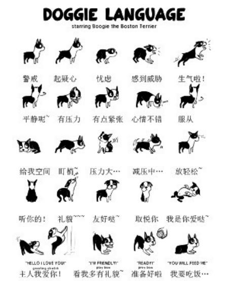 狗狗的语言，人类你能听懂多少？看懂这些动作，你也是宠物达人。