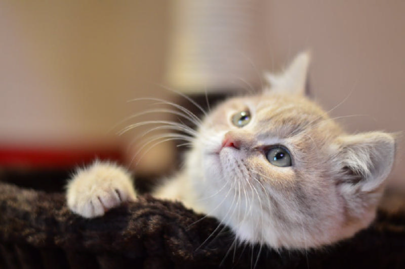 猫咪频繁挠痒痒怎么办？