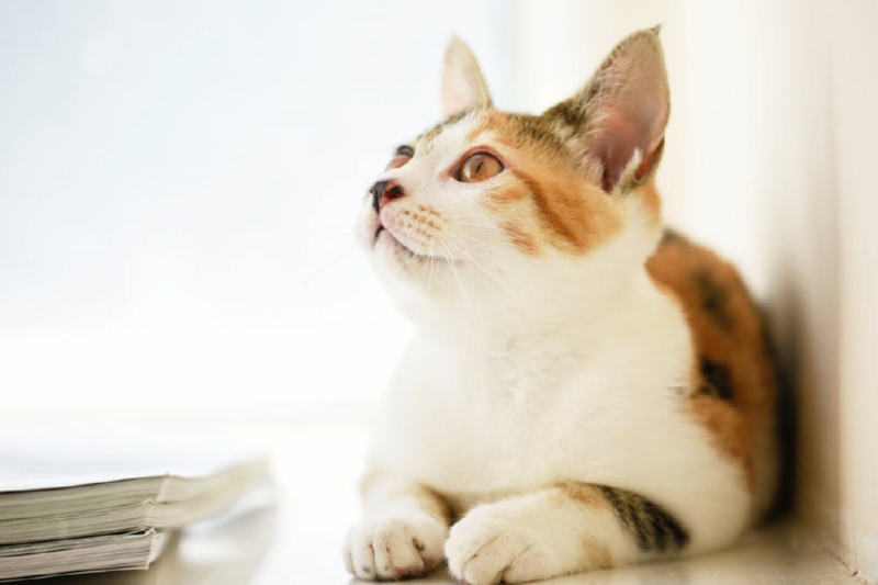 为什么要给猫咪绝育，这些关于猫咪绝育的知识你知道吗？