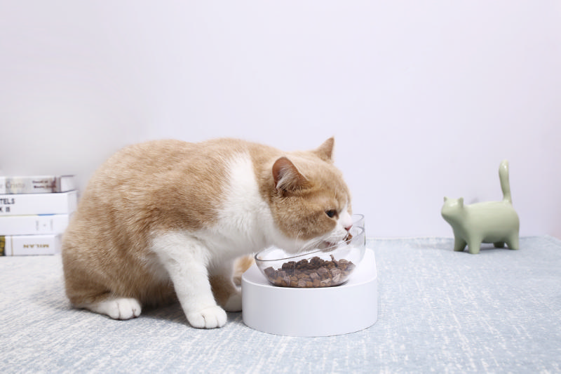 猫咪在饮食上有哪些要求，有哪些注意事项
