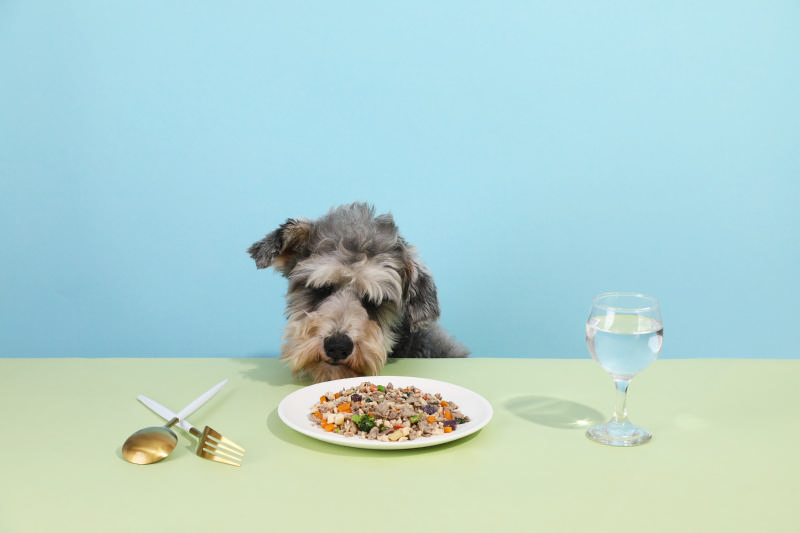 宠物饲养小知识：怎么知道狗狗到底有没有吃饱？