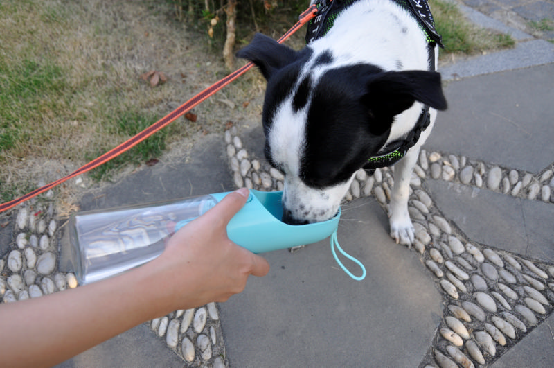 狗狗一天需要喝多少水？这四个知识点必须牢记！
