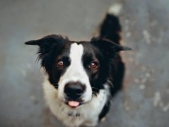 网红经济引领治愈犬产业升温，更有潜力的导盲犬了解一