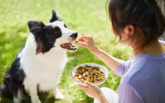 国外宠物营养师都在推荐的「低残渣」狗粮到底是什么？