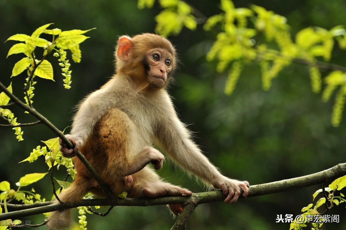 宋朝人养宠物很前卫，有专门宠物市场，赵州州署养的猴子学人浴儿