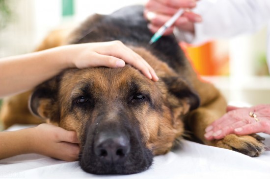 狗狗为什么要打疫苗？6种预防疫苗你必须知道