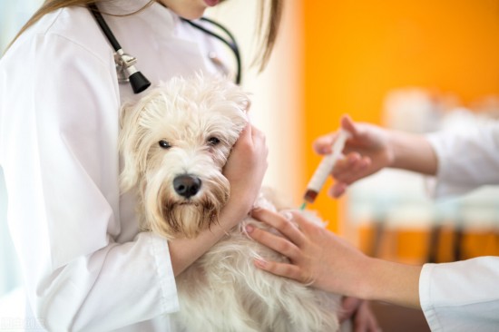 狗狗为什么要打疫苗？6种预防疫苗你必须知道