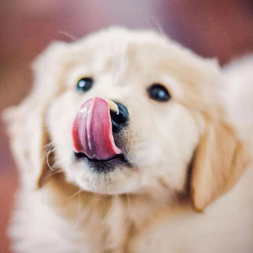 狗狗常“舔鼻子”，难道只是习惯吗？