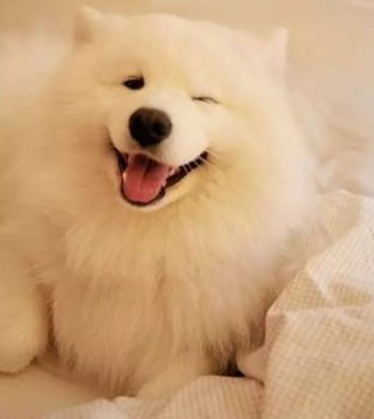 如何训练狗狗微笑？“微笑天使”