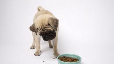 狗消化食物需要多长时间？
