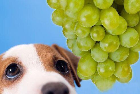狗狗不能吃的水果有哪些？铲屎官们喂过几种？
