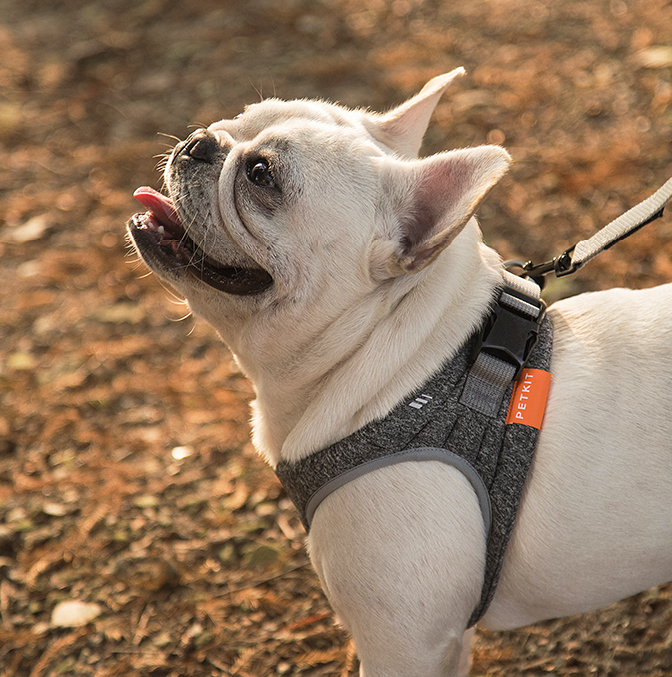 狗狗牵引绳胸背带|遛狗绳背心式|中小型犬用品