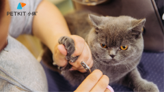猫咪肾衰的原因有哪些？