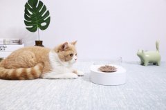 猫一天的饮水量是多少,尿量多少才正常？