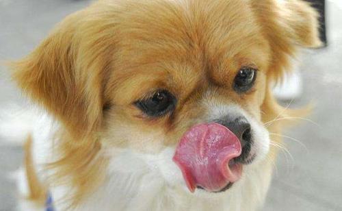 狗狗常“舔鼻子”，难道只是习惯吗？
