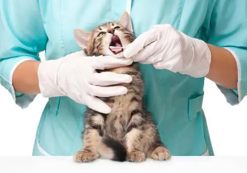猫咪患上肝炎的症状有哪些？在治疗中要注意什么？