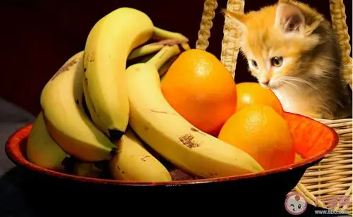 喵咪可以吃的水果有哪些？